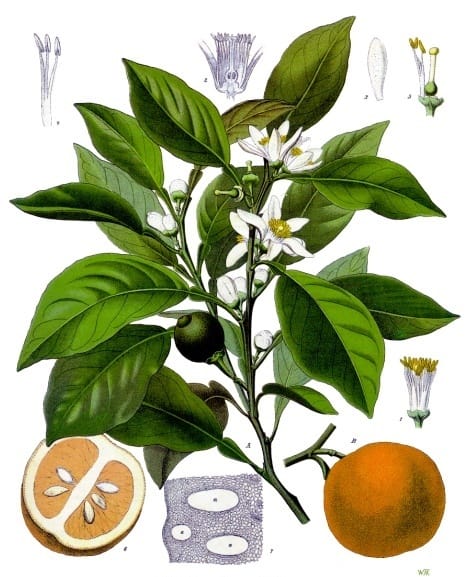 Botanical illustration of Citrus aurantium, the sour orange used in Cuban mojo