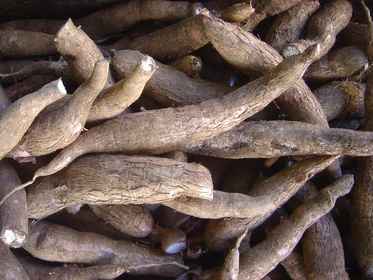 Cassava roots with the brown waxy skin partly peeled back to the white flesh