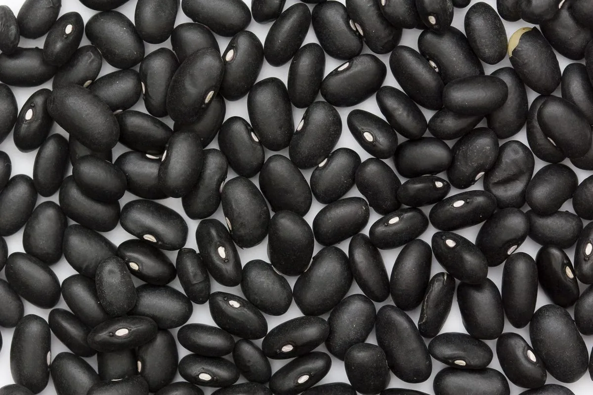 Dried black turtle beans