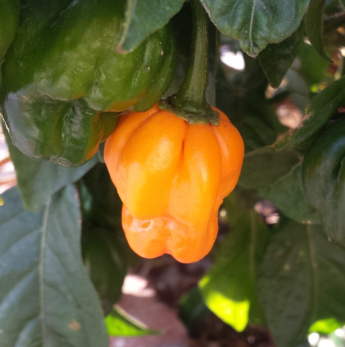 Scotch bonnet pepper, one of the main ingredients in Solomon Gundy