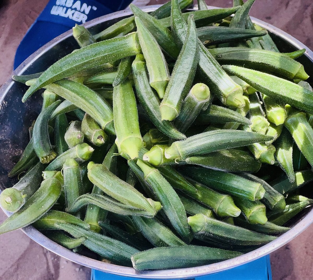 Fresh okra, a signature vegetable in Jamaican steamed fish