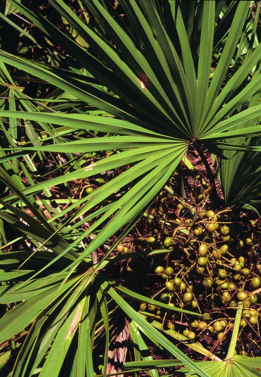 A fan-shaped palmetto frond