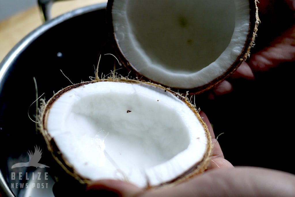 Freshly cracked coconut ready for harvesting fresh coconut meat for coconut milk and coconut shreds.