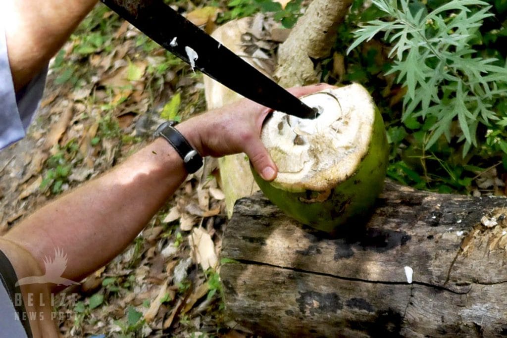 Belizean Coconut Crusts Recipe - Cracking a Fresh Coconut