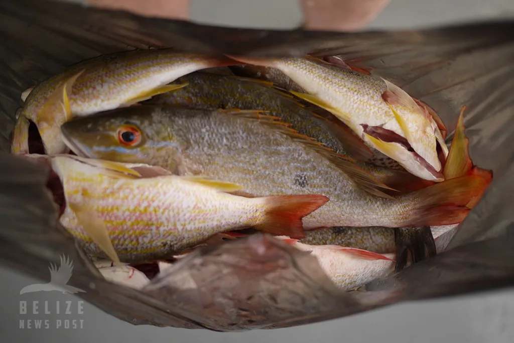 Fresh Snappers in Cooler

