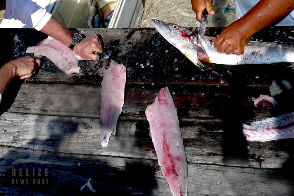 Cleaning Barracuda and Making Barracuda Steaks