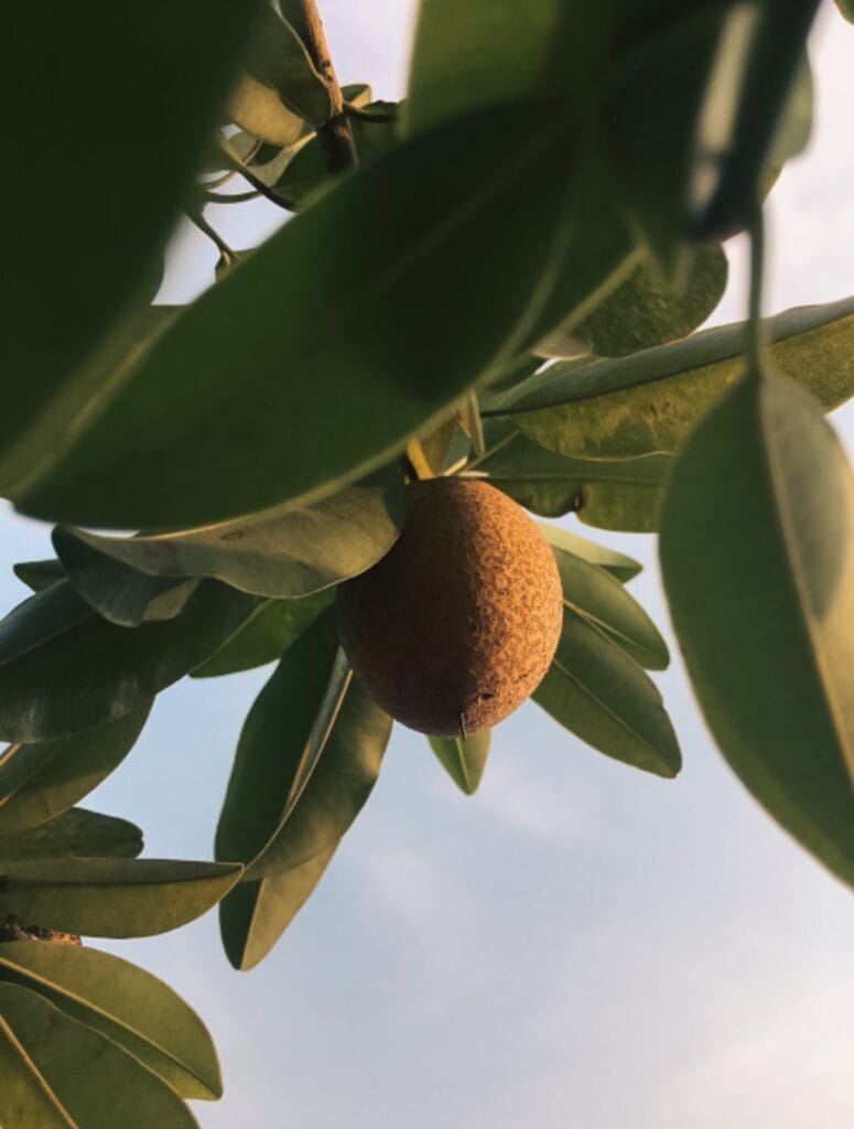 Sapodilla Fruit