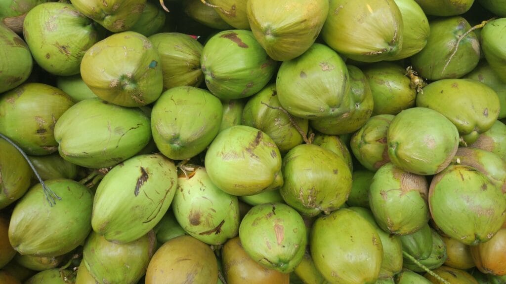 Freshly picked green coconuts, perfect for coconut water.