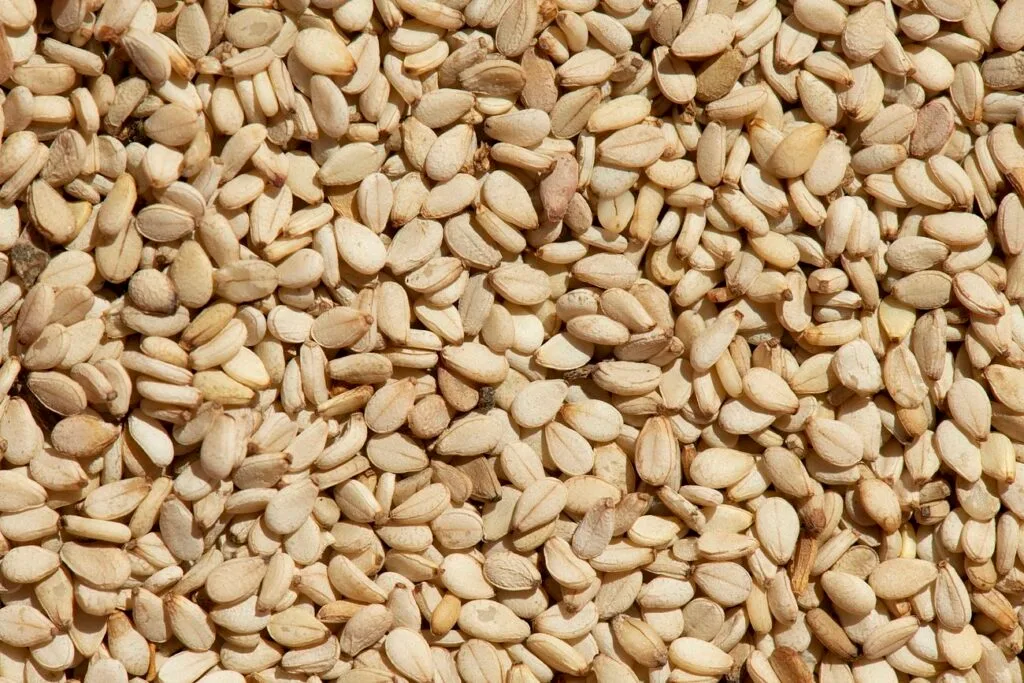 Freshly harvested sesame seeds from Ernie