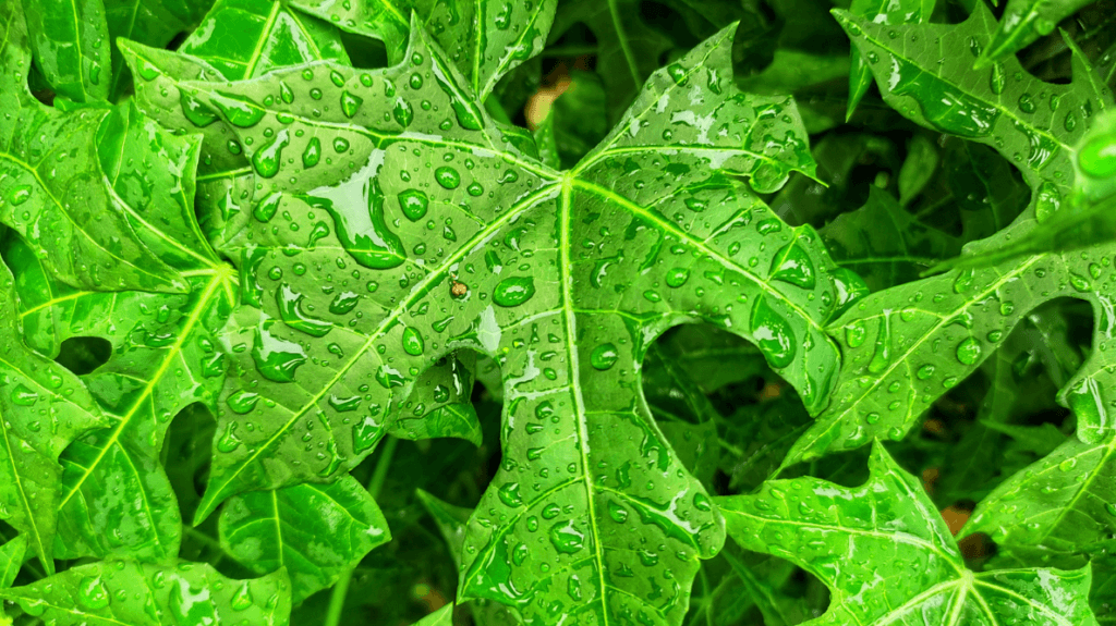 Chaya Leaf for Eggs with Chaya Recipe