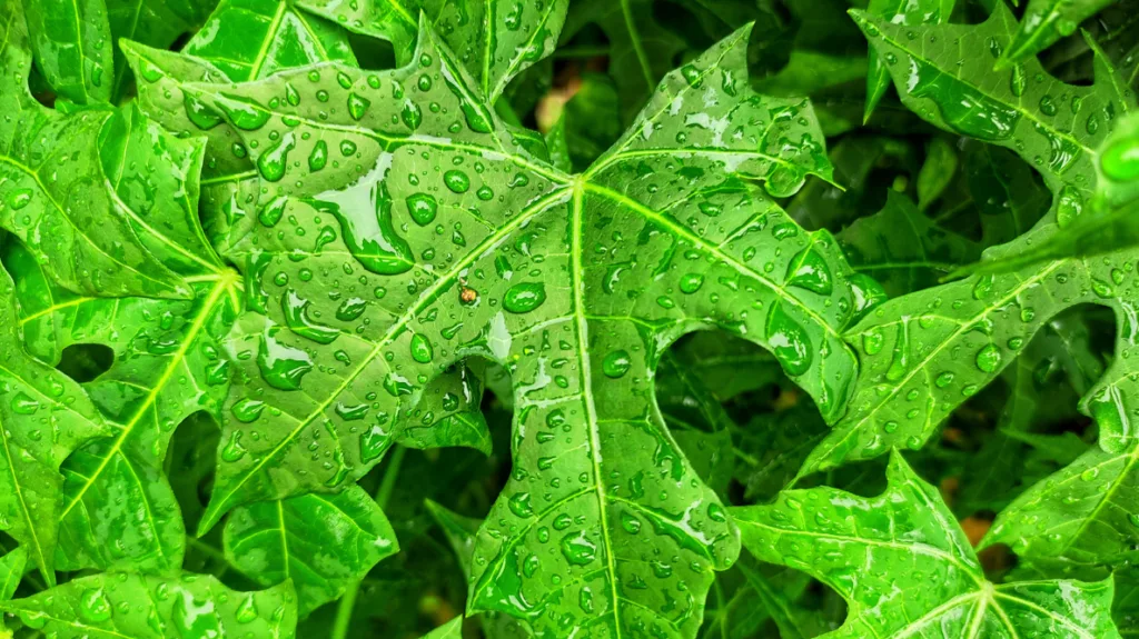 Chaya Leaf for Eggs with Chaya Recipe