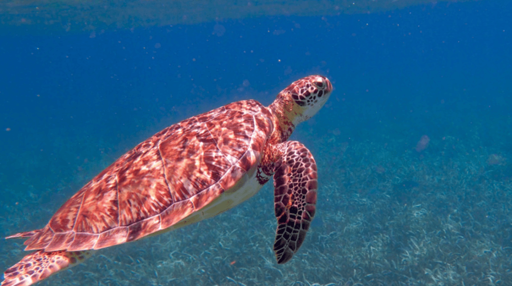 Belize Marine Turtle