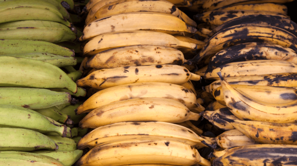 Choosing the right plantain for tostones - Green, starchy plantains.