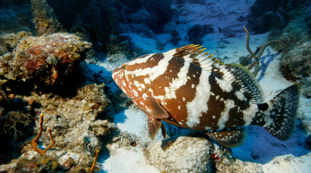 Nassua Grouper Belize - Do not catch
