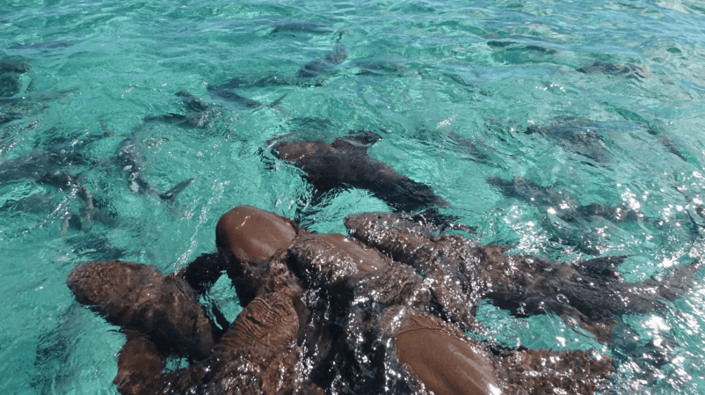 Nurse sharks swimming in Belize. 