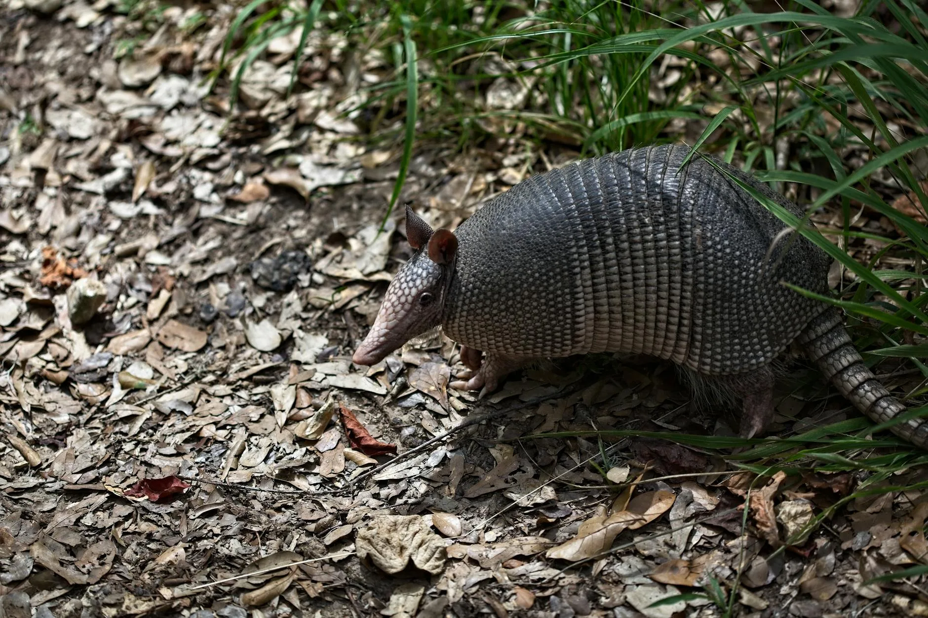 close up shot of an armadillo