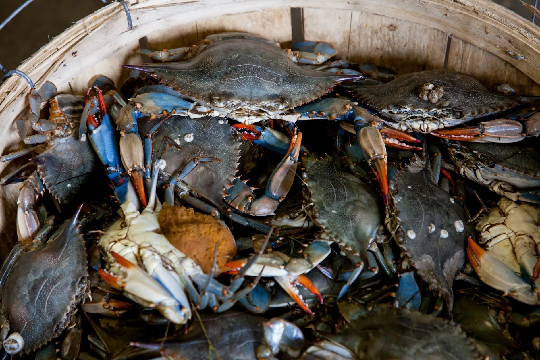 bucket of Belizean Blue crabs ready for crab stew