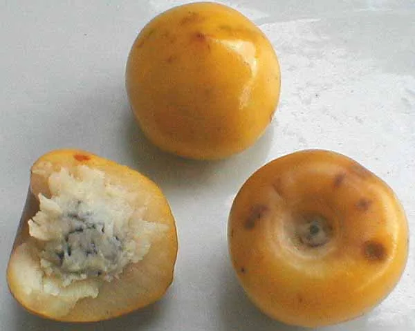 Belize Craboo Fruit