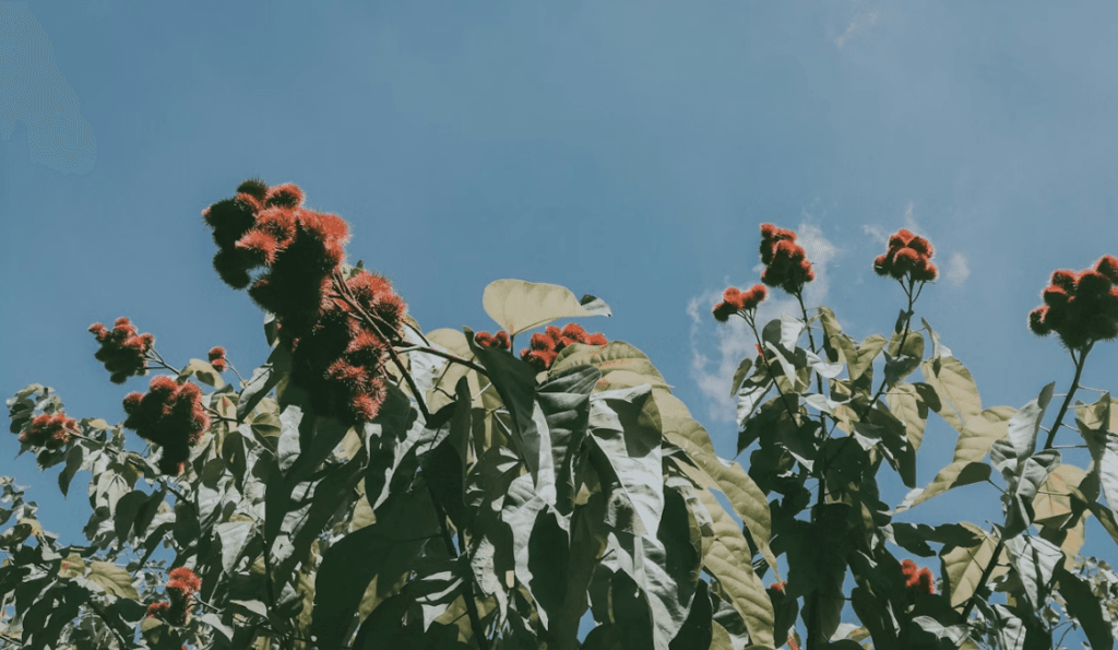Achiote Tree with Pods (annatto seeds grow in pods)